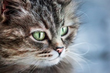 Kedi yaklaş. Bir kedi portresi..