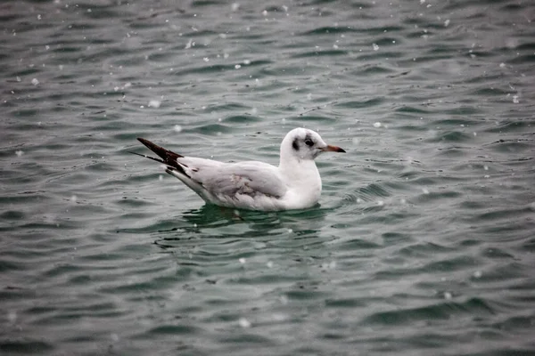 Sea gull floats on the sea, it is snowing. Cloudy winter day at sea.