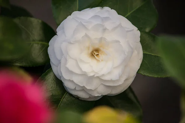Λευκό Λουλούδι Καμέλια Closeup Λευκό Τριαντάφυλλο — Φωτογραφία Αρχείου