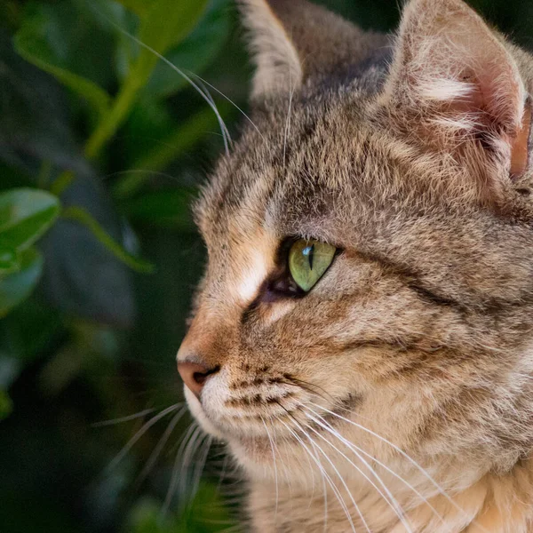 Close Portrait Cat Kitten Looks Away — Stock Photo, Image
