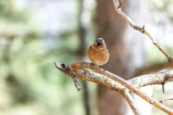Oiseau Roselin Est Assis Sur Une Branche Dans Forêt — Photo
