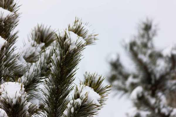 První Podzimní Sníh Padal Větve Stromů Jedle Sněhu Zimě — Stock fotografie