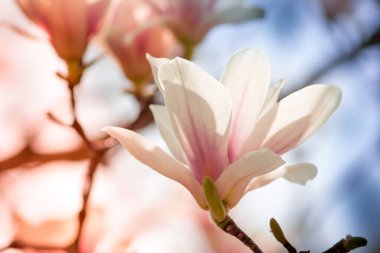 Pembe ve mavi arkaplanda beyaz manolya çiçeği..