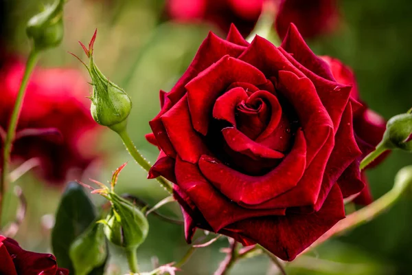 Vermelho Rosa Close Fundo Camélia Flor Jardim — Fotografia de Stock