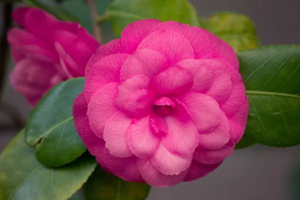 Roze Camelia Close Roze Roos Een Struik — Stockfoto