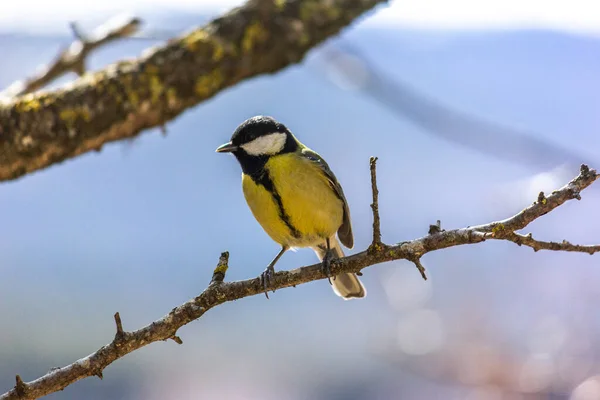 Primer Plano Pájaro Sentado Una Rama Bosque Amarillo Teta Grande —  Fotos de Stock