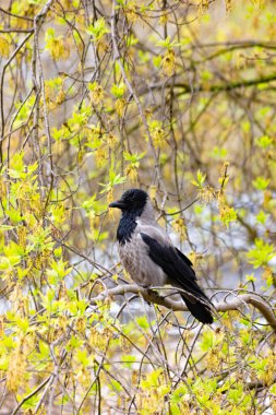 Genç gri bir kuzgun yaprakların arasında bir dalda oturuyor..