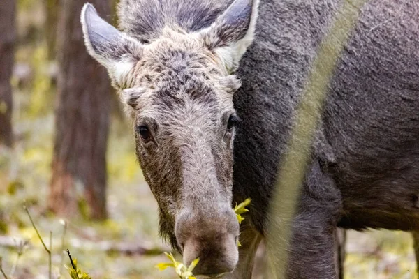 Fotografía Cerca Alce Estado Salvaje Animal Bosque —  Fotos de Stock