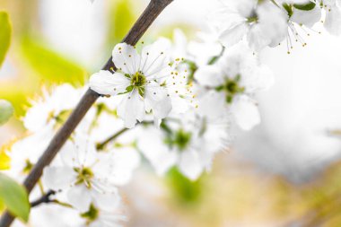 Elma ağacının bahar çiçekleri. Çiçek açan bahar çiçekleri. Bahar arka planı. Çiçekler yakın plan..