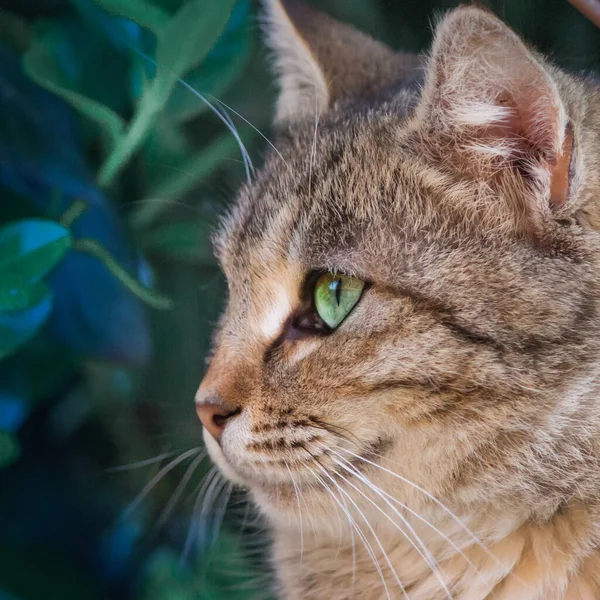 Close Portrait Cat Kitten Looks Away — Stock Photo, Image