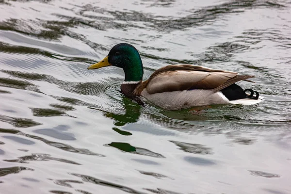 A wild duck swims in the Veda in cloudy weather.