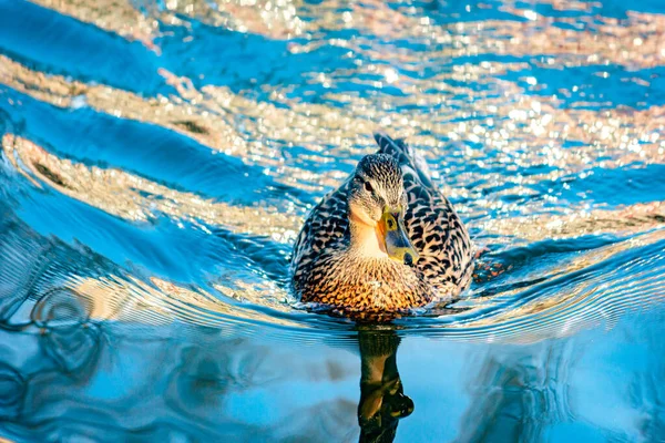 Vahşi Ördek Mallard Gölde Yüzer — Stok fotoğraf