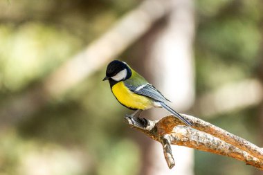 Close-up of a bird sitting on a branch in the forest. Yellow big tit.