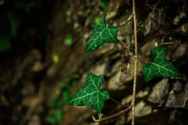 Ivy Cerca Musgo Verde —  Fotos de Stock