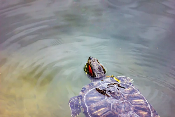 Mały Żółw Czerwonych Uszach Pływa Jeziorze — Zdjęcie stockowe