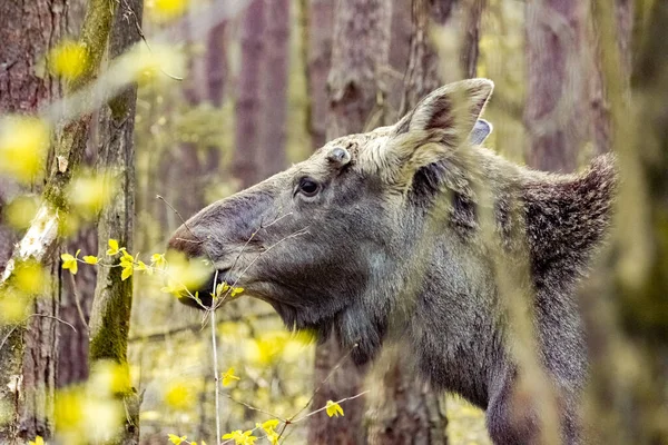 Fotografía Cerca Alce Estado Salvaje Animal Bosque —  Fotos de Stock