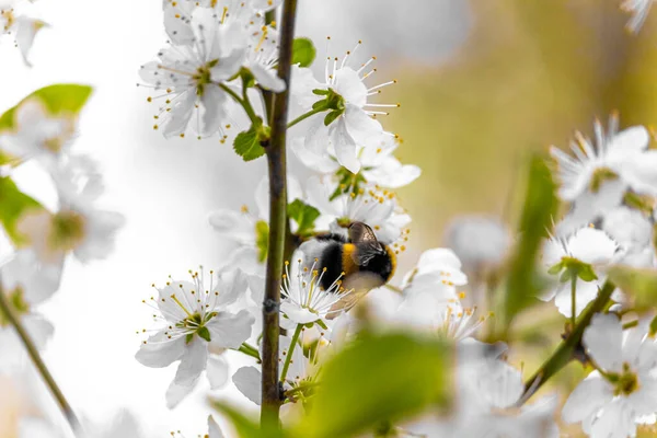 Frühlingsblumen Des Apfelbaums Blühende Frühlingsblumen Frühling Hintergrund Blumen Aus Nächster — Stockfoto