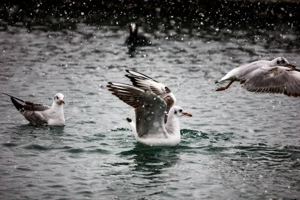 Seagulls Sea Winter Flight Seabirds Sea Snow — Stock Photo, Image