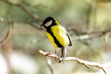 Close-up of a bird sitting on a branch in the forest. Yellow big tit.