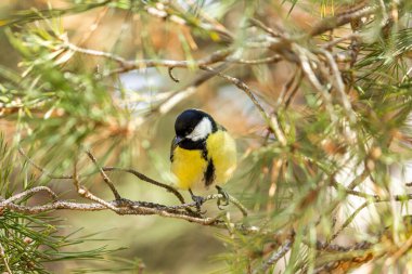 Close-up of a bird sitting on a branch in the forest. Yellow big tit.