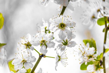 Elma ağacının bahar çiçekleri. Çiçek açan bahar çiçekleri. Bahar arka planı. Çiçekler yakın plan..