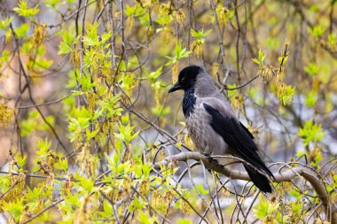 Genç gri bir kuzgun yaprakların arasında bir dalda oturuyor..