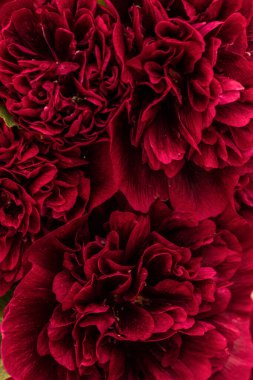 Şakayıklar yakın plan. Şakayık çiçekleri arka planı.