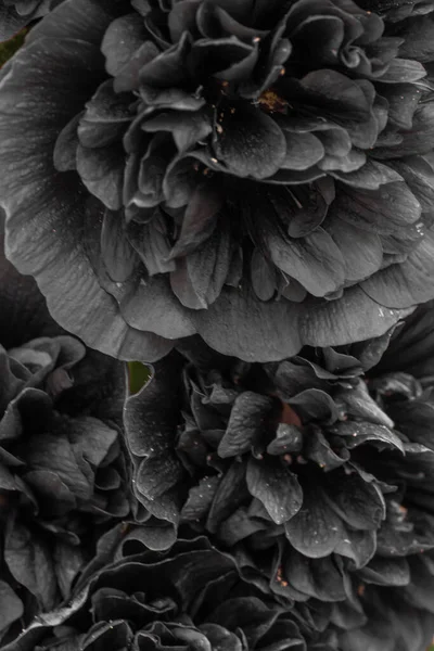Bazsarózsák Közelről Bazsarózsa Virágok Háttér — Stock Fotó