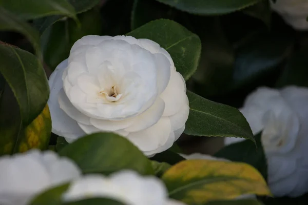 Λευκή Καμέλια Στο Θάμνο Τριανταφυλλιά Κοντά — Φωτογραφία Αρχείου