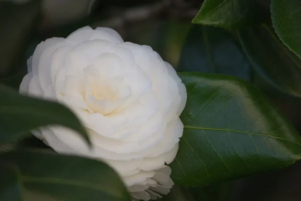 茂みの白い椿 バラの茂みのクローズアップ — ストック写真