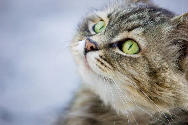 Close Portrait Cat Kitten Looks Away — Stock Photo, Image