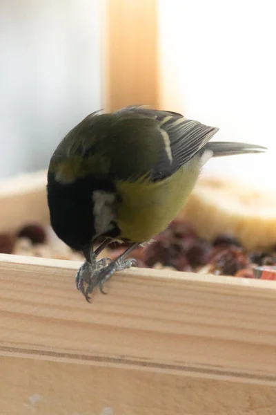 Oiseau Mésange Jaune Est Assis Dans Une Mangeoire — Photo