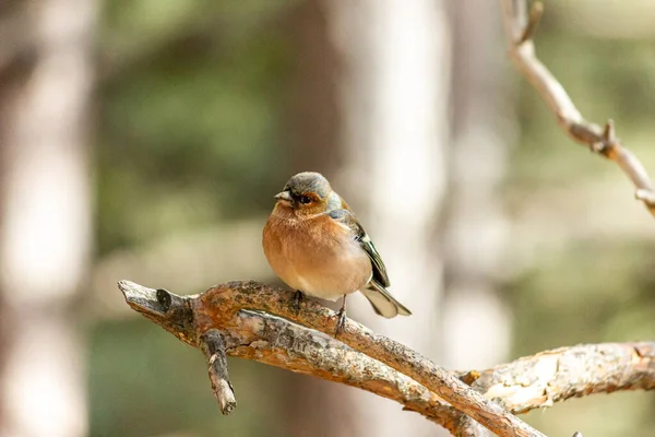 Oiseau Roselin Est Assis Sur Une Branche Dans Forêt — Photo