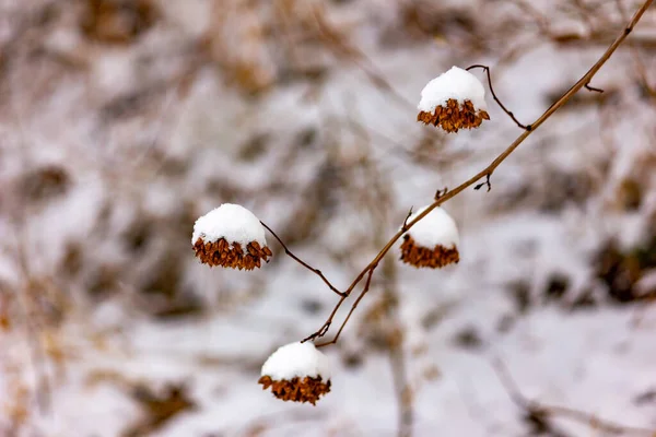 První Podzimní Sníh Padal Lese Větve Stromů Tráva Sněhu Zimě — Stock fotografie