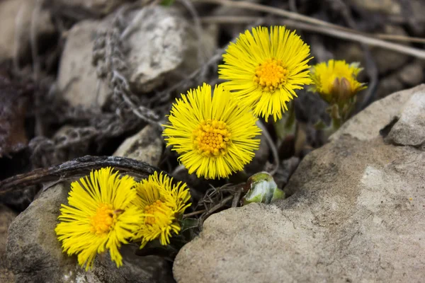 Flores Madrastra Madre Cerca Las Primeras Flores Medicinales Son Amarillas — Foto de Stock