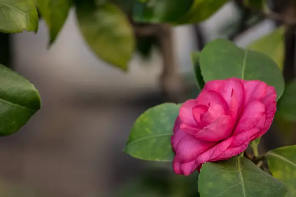 Ροζ Καμέλια Από Κοντά Ροζ Τριαντάφυλλο Θάμνο — Φωτογραφία Αρχείου