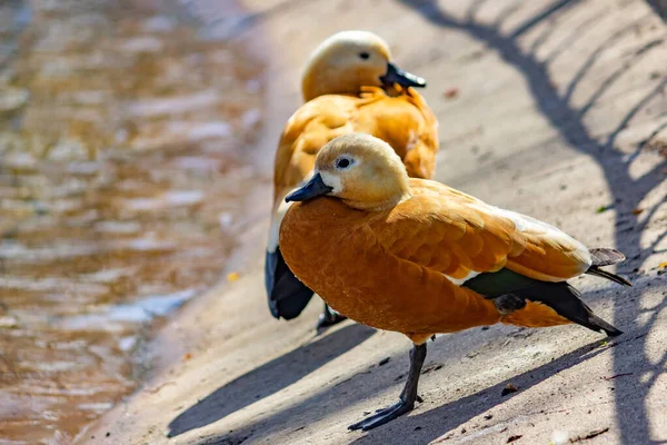 Pato Selvagem Ogar Lago Close — Fotografia de Stock