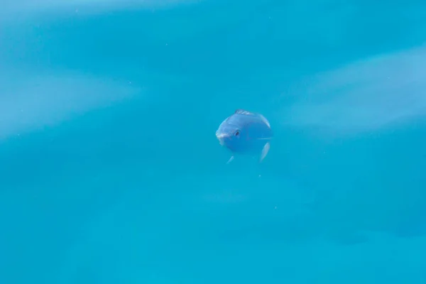 Fisch Meer Schwimmt Die Oberfläche — Stockfoto