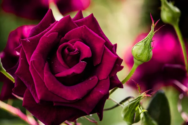 Różowa Róża Bliska Tło Kwiatowe — Zdjęcie stockowe