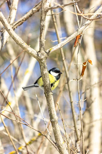 Primer Plano Pájaro Sentado Una Rama Bosque Amarillo Teta Grande — Foto de Stock