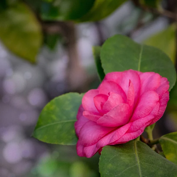 Ροζ Καμέλια Από Κοντά Ροζ Τριαντάφυλλο Θάμνο — Φωτογραφία Αρχείου