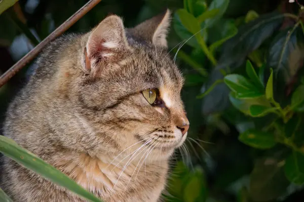 Close Portrait Cat Kitten Looks Away — Stock Photo, Image