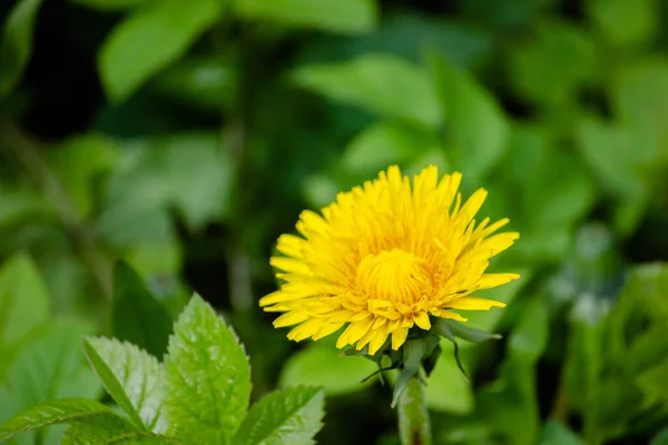 Yellow Dandelion Close Grass — Stock Photo, Image