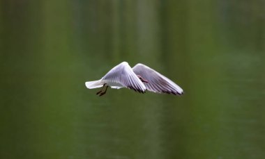 Nehir beyaz martı gölün üzerinde uçuyor. Göl kuşunun uçuşu. Avlanma.