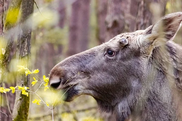 Bliższe Zdjęcie Łosia Dziczy Zwierzęta Lesie — Zdjęcie stockowe