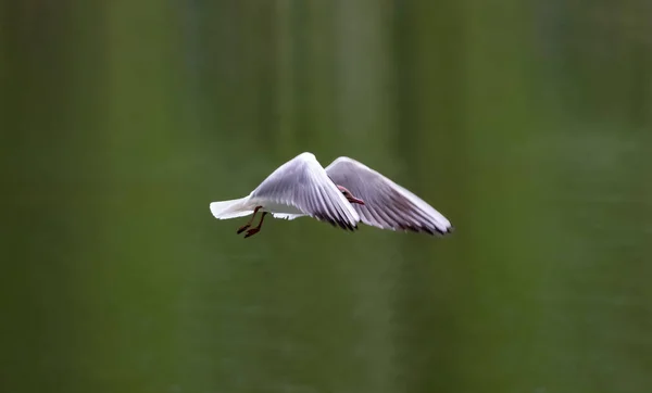 Die Weiße Möwe Fliegt Über Den See Flug Des Seevogels — Stockfoto