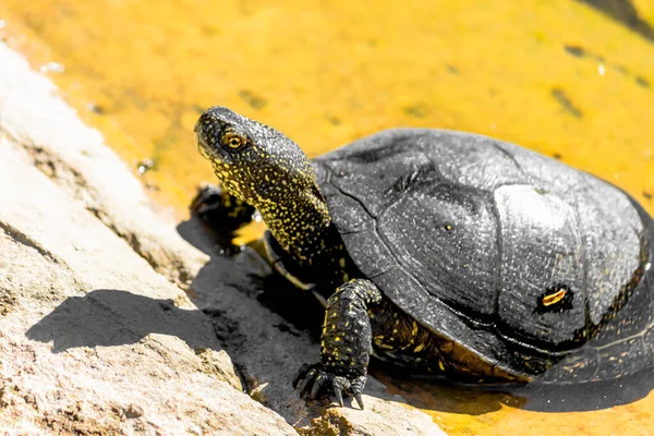 Europeisk Kärrsköldpadda Ett Träsk Nära Håll Reptiler — Stockfoto