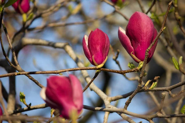 Magnolia Rosa Primer Plano Una Rama Brotes Flores — Foto de Stock