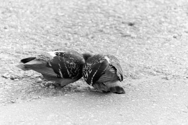 Cooing Pigeons Street Love Street Pigeons Kissing — Stock Photo, Image