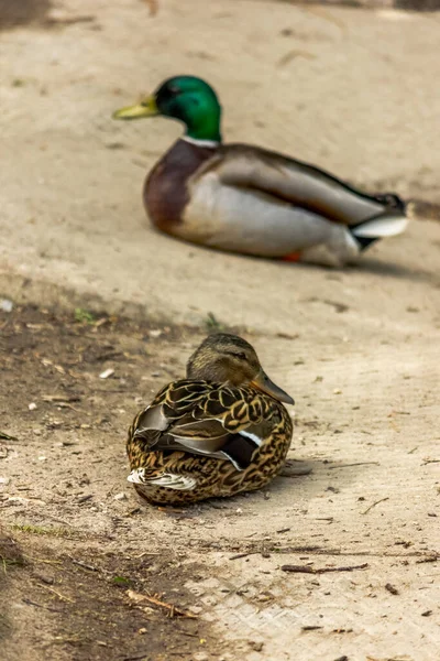 Vahşi Ördekler Erkek Dişi Çift Göçmen Kuşların Vahşi Ortamı — Stok fotoğraf